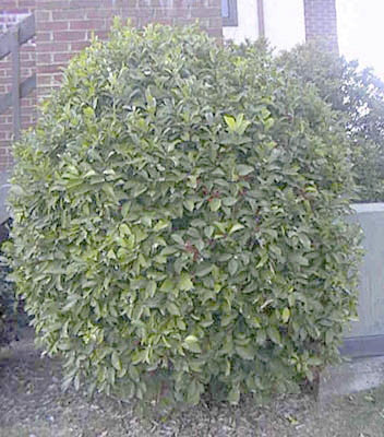 Savannah Holly - B&B - image 2