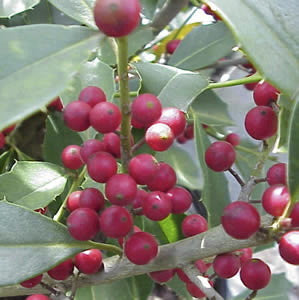 Savannah Holly - B&B - image 3