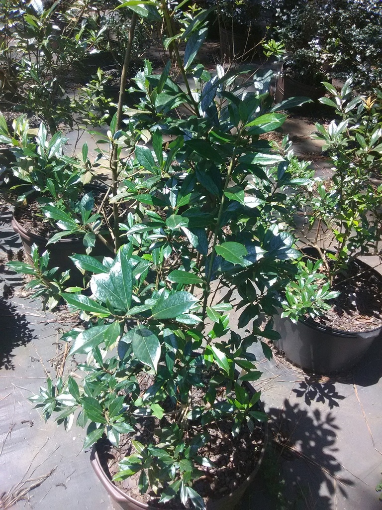 Foster Holly (Ilex x attenuata 'Fosteri') - Evergreen Holly Tree - image 2