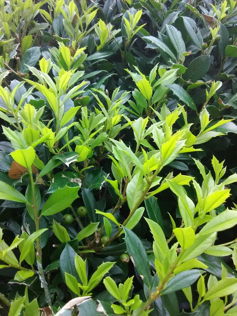Foster Holly (Ilex x attenuata 'Fosteri') - Evergreen Holly Tree - image 3