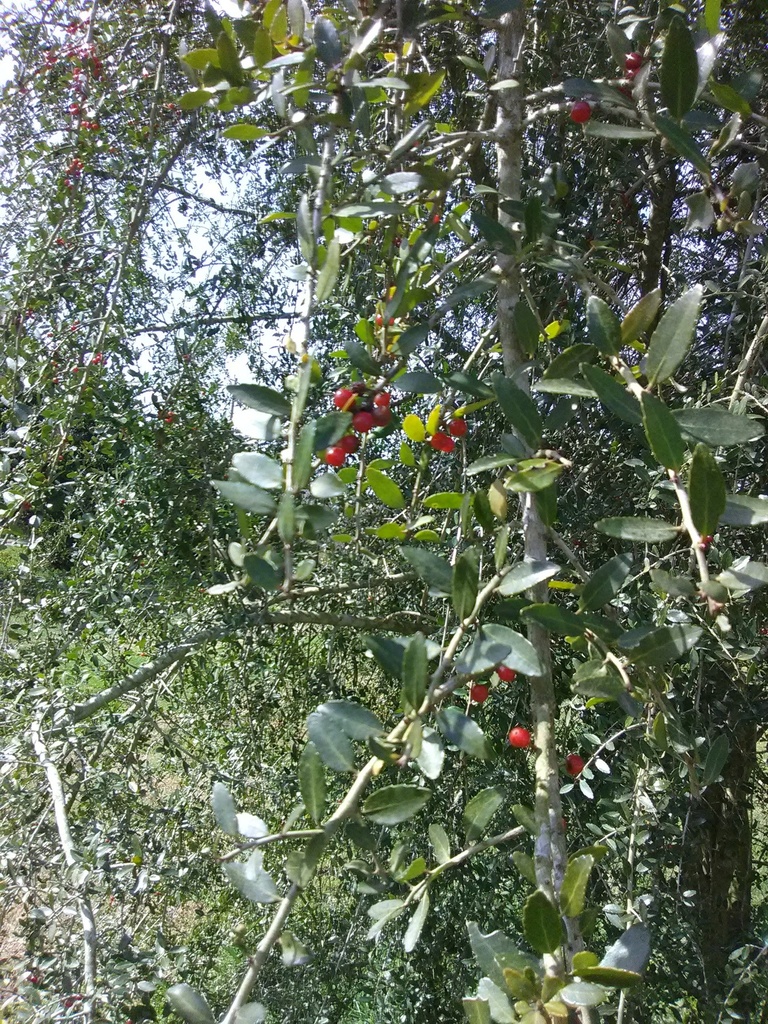Weeping Yaupon Holly - B&B - image 2