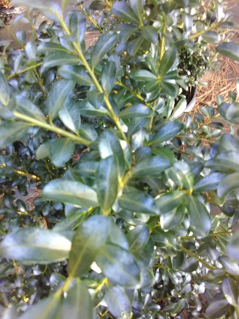 Jersey Pinnacle Japanese Holly - image 2