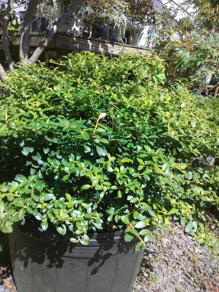 Helleri Japanese Holly – Compact Evergreen Foundation Shrub - image 2