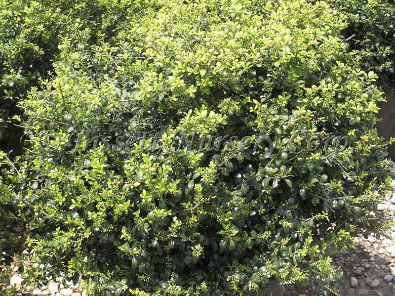 Green Luster Japanese Holly | Ilex crenata 'Green Luster' - image 2