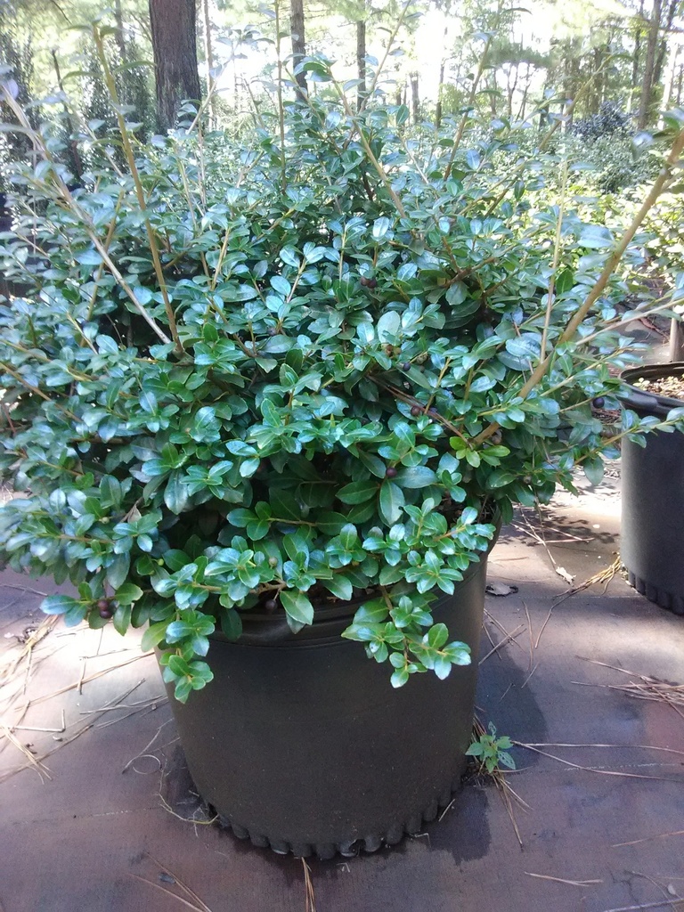 Green Luster Japanese Holly | Ilex crenata 'Green Luster' - image 3