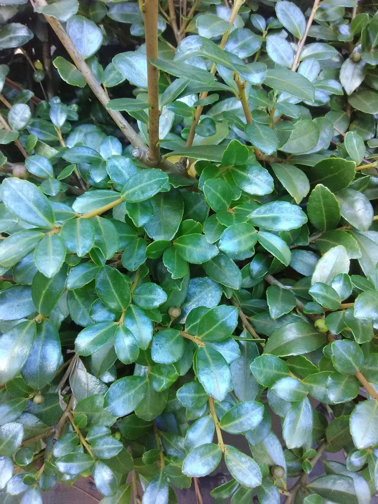 Green Luster Japanese Holly | Ilex crenata 'Green Luster' - image 4