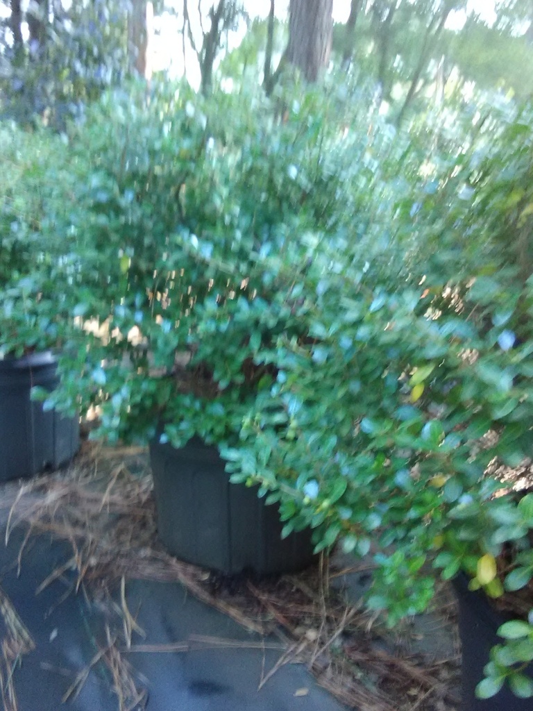 Green Luster Japanese Holly | Ilex crenata 'Green Luster' - image 5