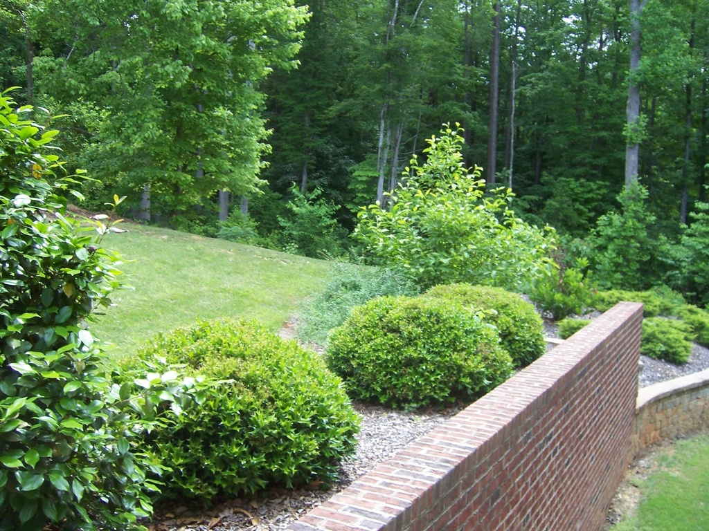 Rotunda Dwarf Chinese Holly - image 2