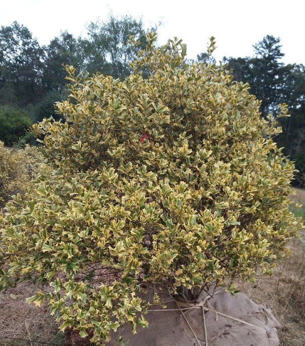 O'Spring Chinese Holly (Ilex cornuta 'O'Spring') - B&B - image 2