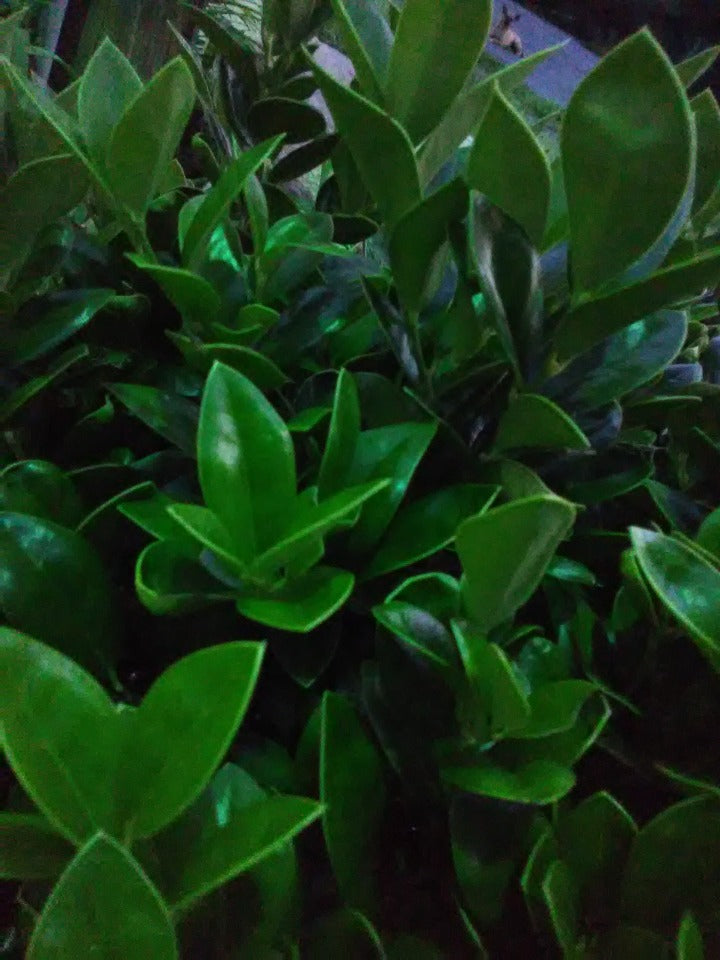 Carissa Chinese Holly - Dwarf Evergreen Shrub - image 2