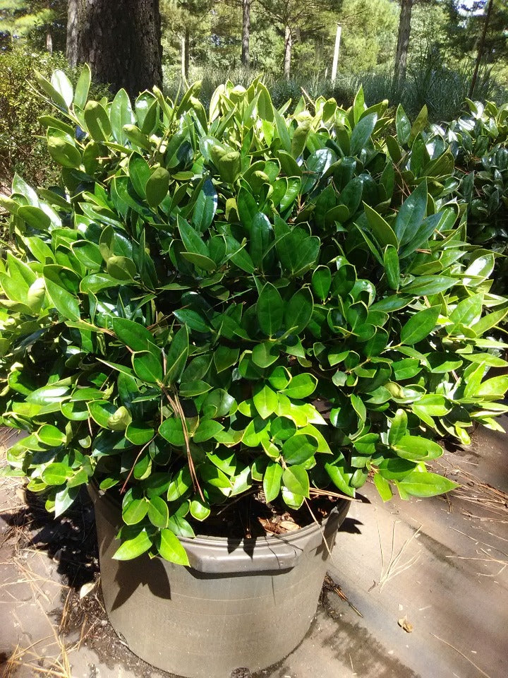 Carissa Chinese Holly - Dwarf Evergreen Shrub - image 3