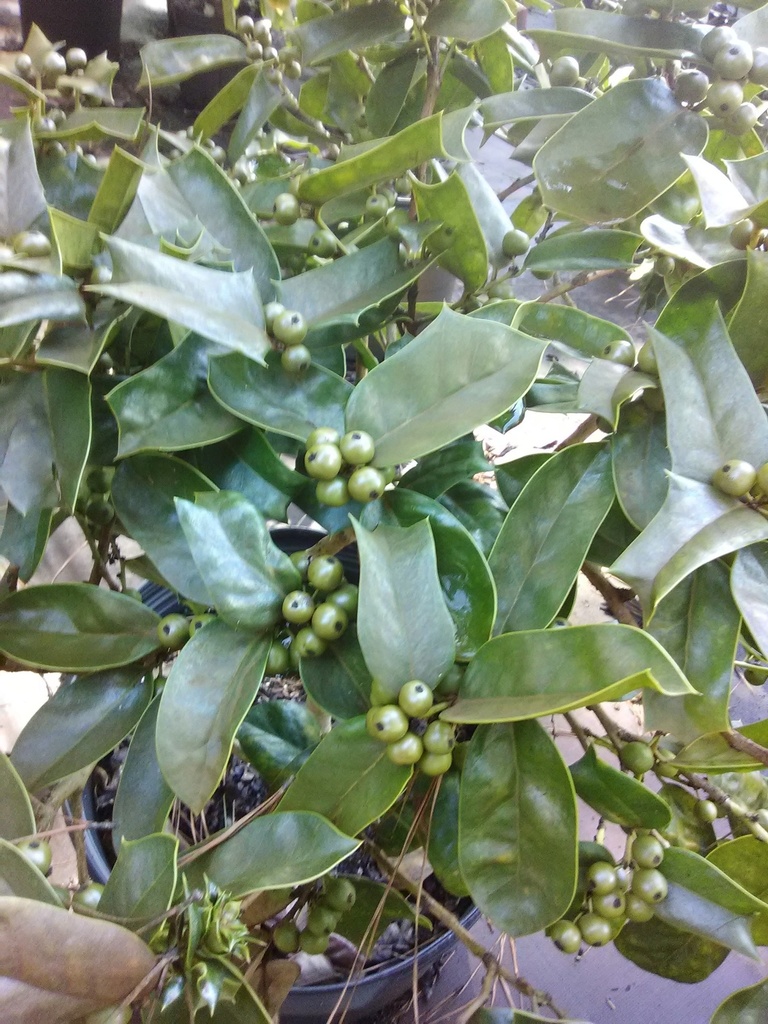 Berries Jubilee Holly - Ilex cornuta 'Berries Jubilee' - image 2
