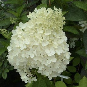 Pee Gee Hydrangea (Hydrangea paniculata 'Grandiflora') - image 2