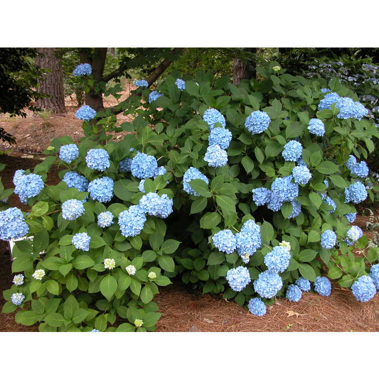 Nikko Blue Hydrangea - Hydrangea macrophylla 'Nikko Blue' - image 2