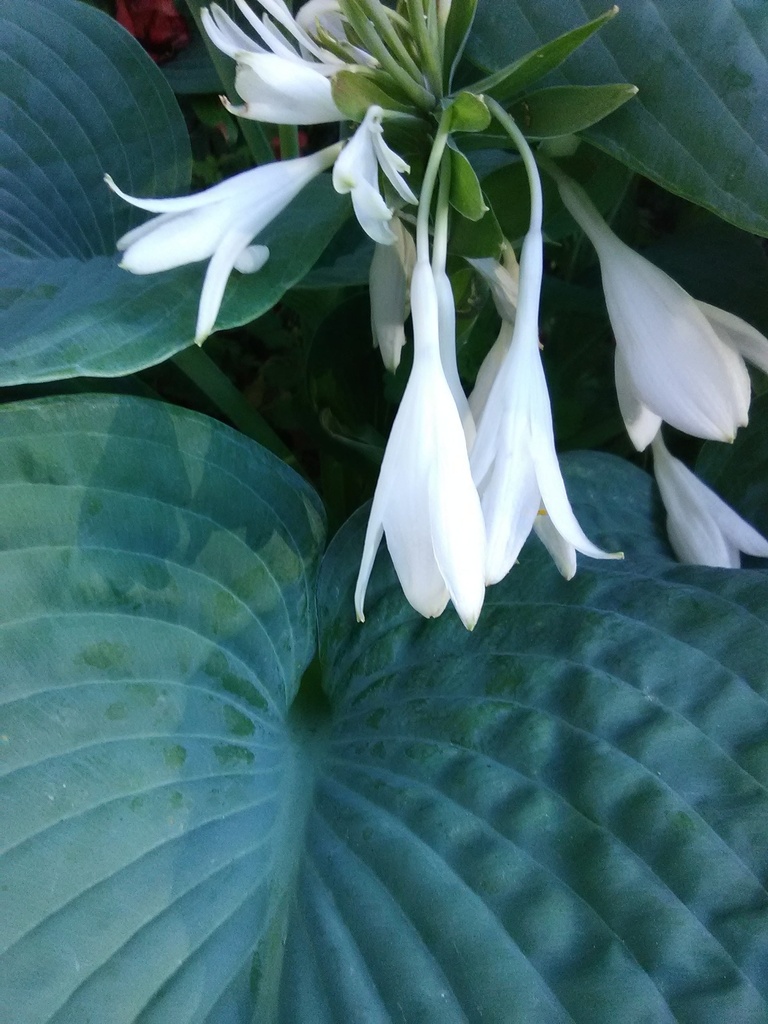 Elegans Blue Hosta – Hosta sieboldiana 'Elegans' - image 2