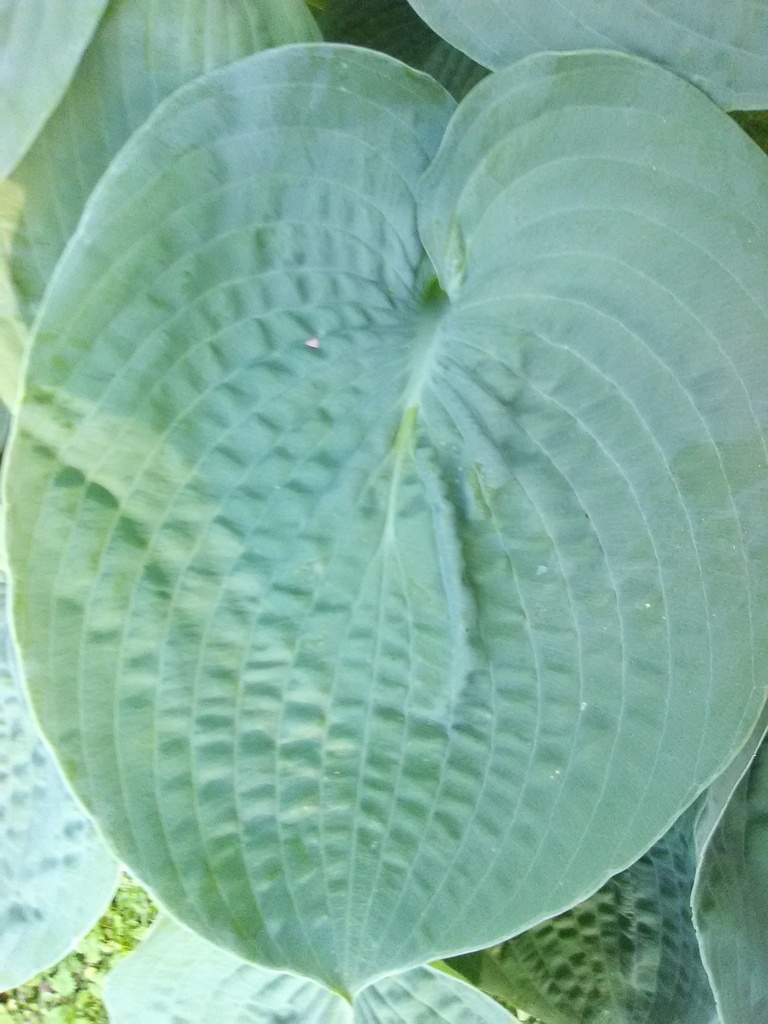 Elegans Blue Hosta – Hosta sieboldiana 'Elegans' - image 3