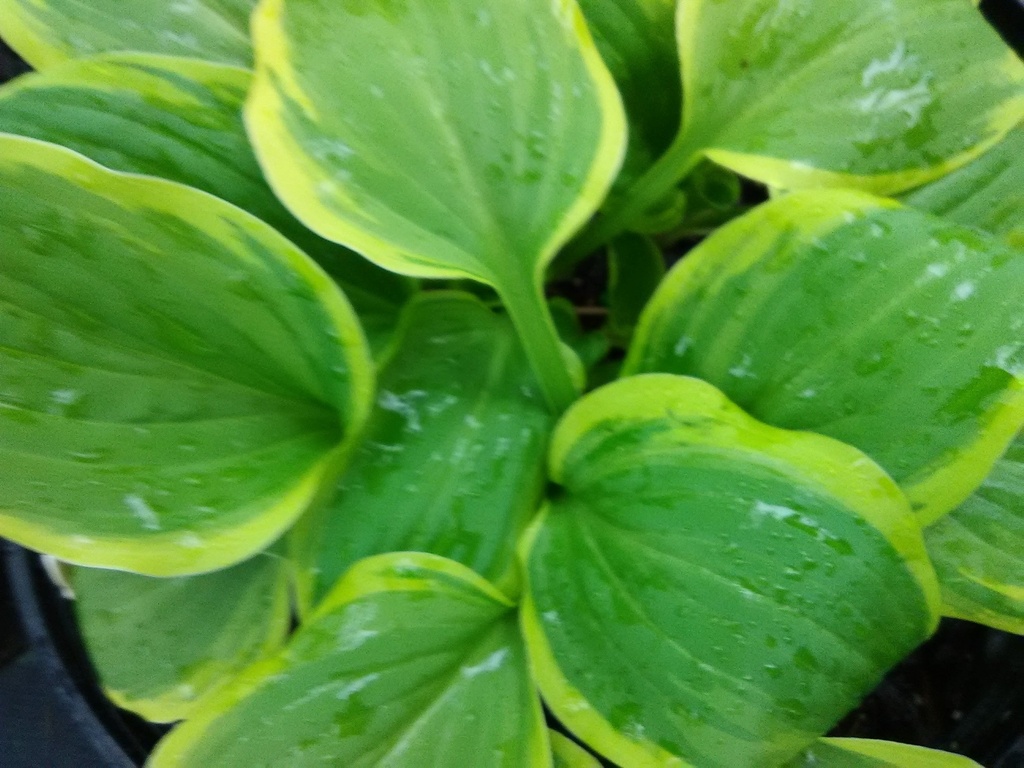 Golden Tiara Hosta - Variegated Shade Perennial - image 2