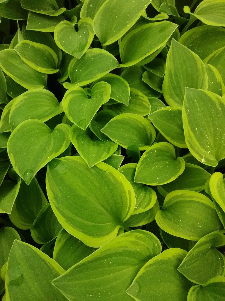 Golden Tiara Hosta - Variegated Shade Perennial - image 3