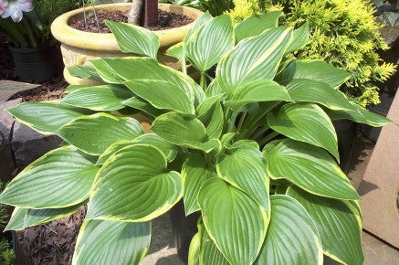 Aureomarginata Hosta (Gold Crown Hosta) - image 2