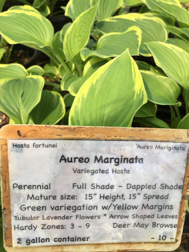 Aureomarginata Hosta (Gold Crown Hosta) - image 3