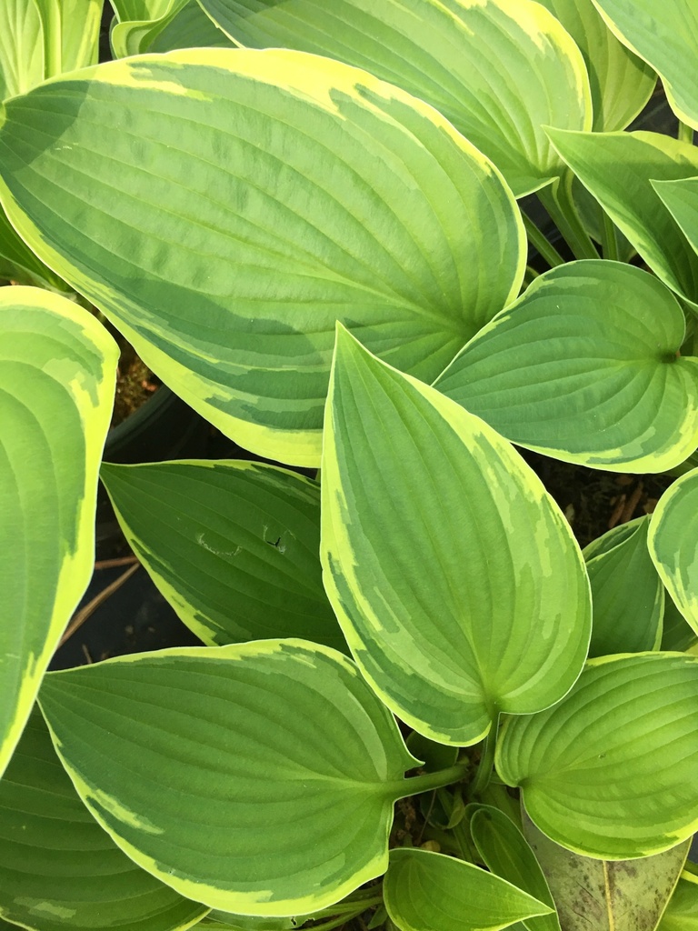 Aureomarginata Hosta (Gold Crown Hosta) - image 4