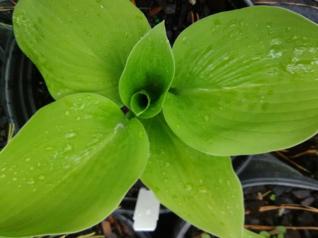 August Moon Hosta - Chartreuse Shade Perennial - image 2