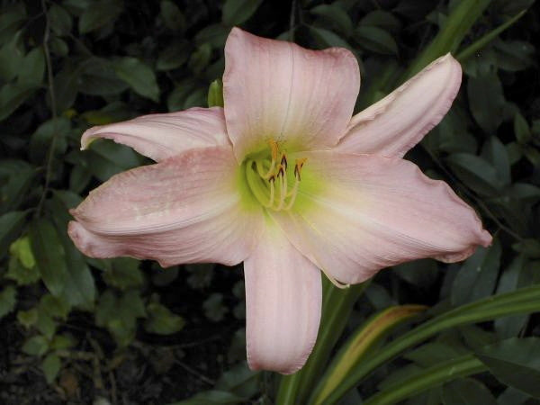 Winsome Lady Daylily – Reblooming Blush Pink Perennial - image 2