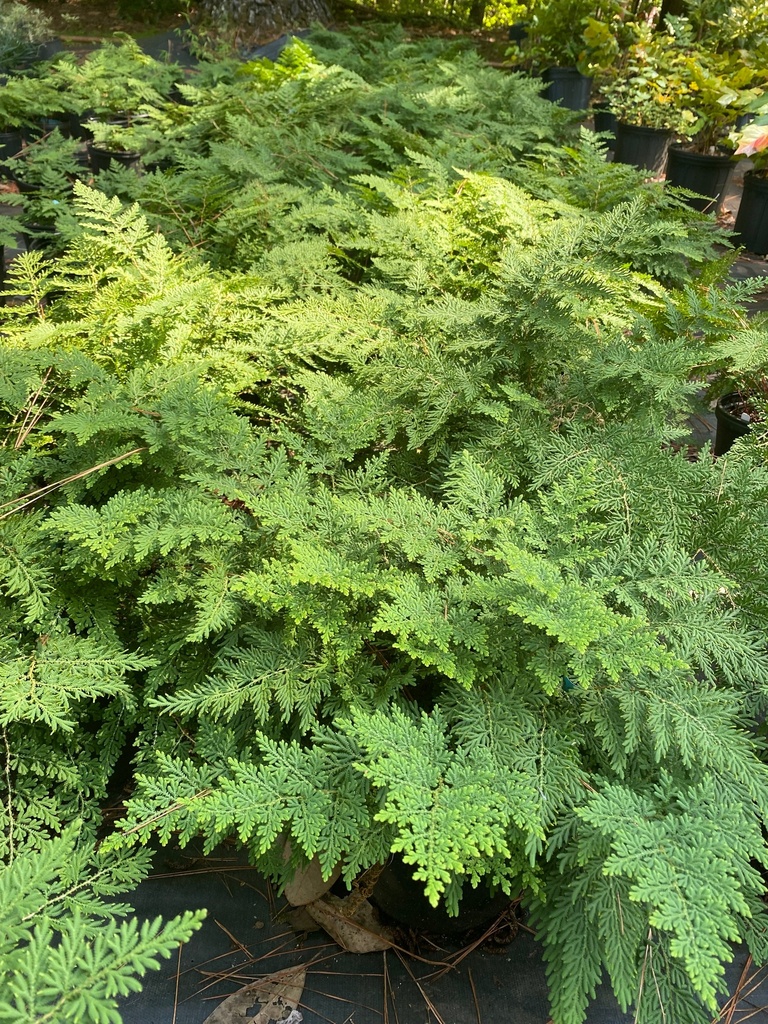 Arborvitae Fern (Selaginella braunii) - Deer Resistant - image 2