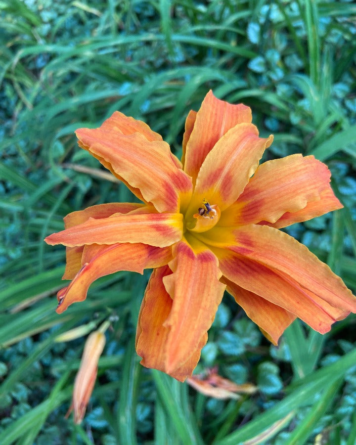 Starburst Susie Monie Daylily - Reblooming Double Orange - image 2