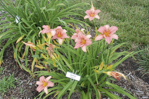 Rose Petticoat Daylily - Hemerocallis 'Rose Petticoat' - image 2