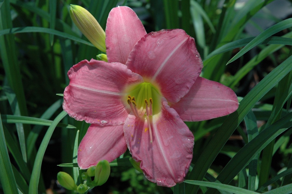 Rose Petticoat Daylily - Hemerocallis 'Rose Petticoat' - image 3