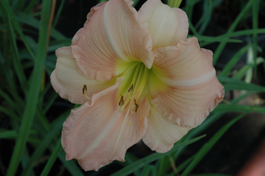Luxury Lace Daylily – Fragrant Reblooming Perennial - image 2