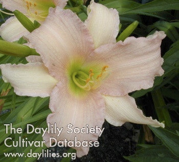 Luxury Lace Daylily – Fragrant Reblooming Perennial - image 3