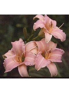 Luxury Lace Daylily – Fragrant Reblooming Perennial - image 4