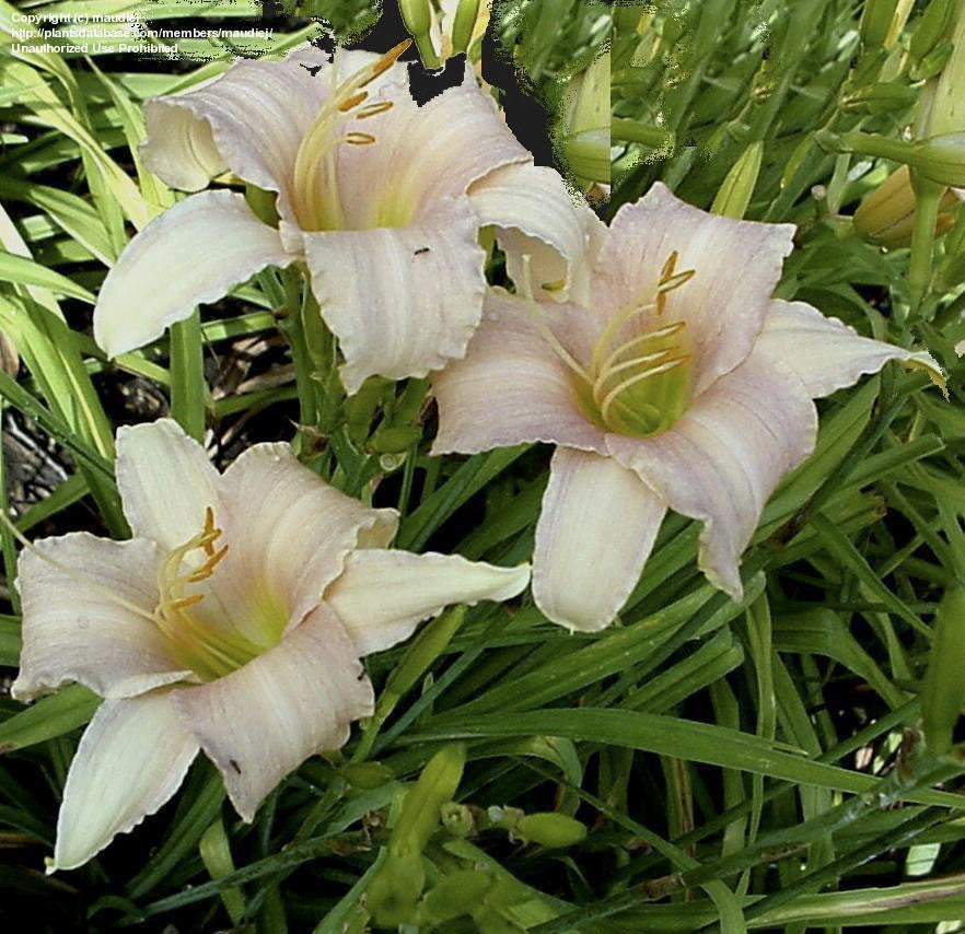 Luxury Lace Daylily – Fragrant Reblooming Perennial - image 5