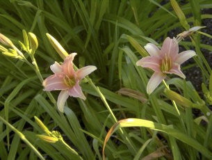 Luxury Lace Daylily – Fragrant Reblooming Perennial - image 6