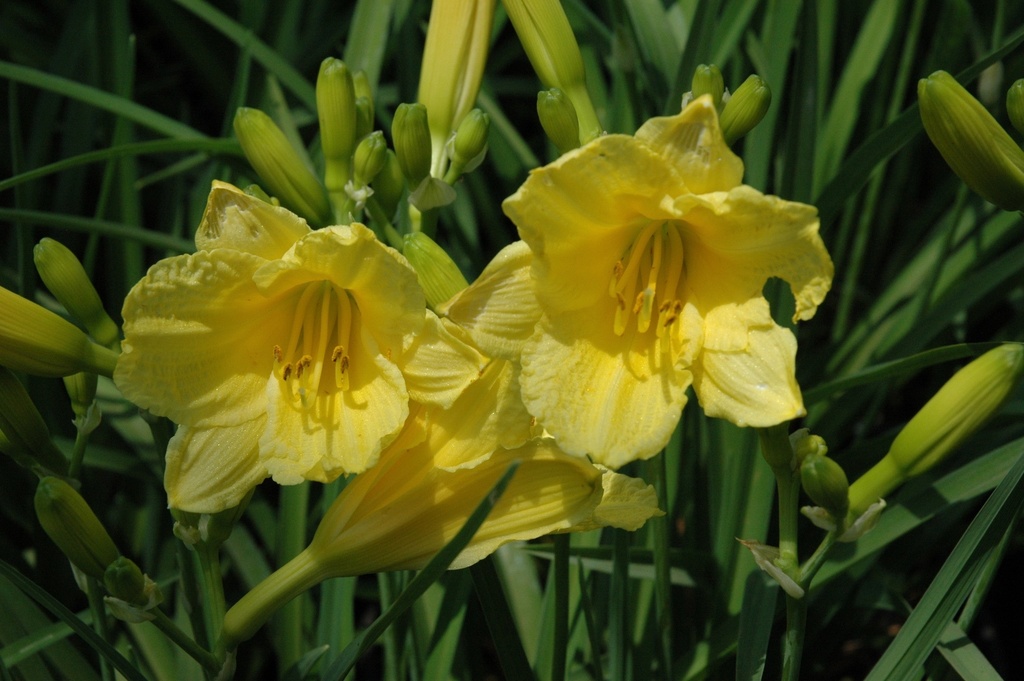 Happy Returns Daylily – Reblooming Pale Yellow Perennial - image 4