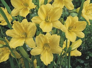 Happy Returns Daylily – Reblooming Pale Yellow Perennial - image 5