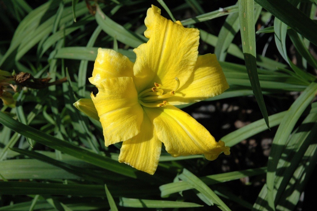 Golden Dew Drop Daylily – Hemerocallis 'Golden Dew Drop' - image 2