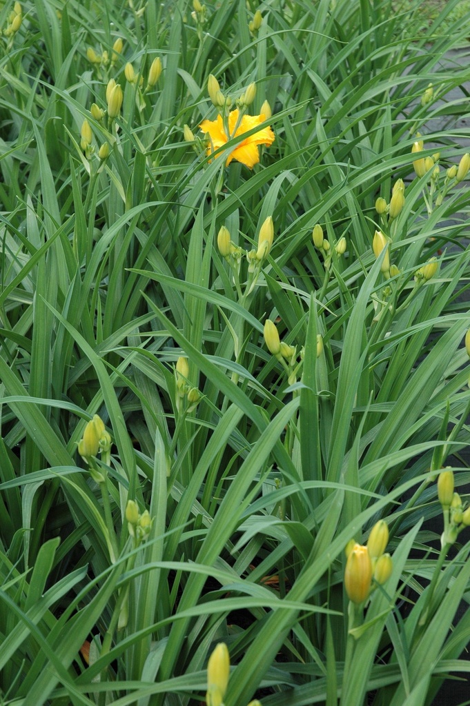 Golden Dew Drop Daylily – Hemerocallis 'Golden Dew Drop' - image 3