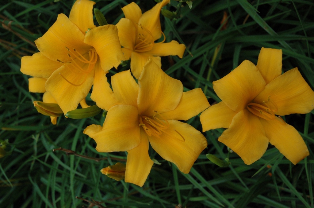 Golden Dew Drop Daylily – Hemerocallis 'Golden Dew Drop' - image 4