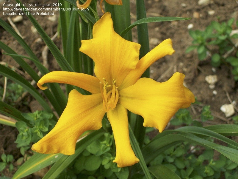 Golden Dew Drop Daylily – Hemerocallis 'Golden Dew Drop' - image 5