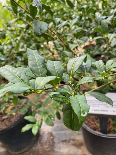 Small Leaf Tea Plant – Camellia sinensis Evergreen Shrub - image 2