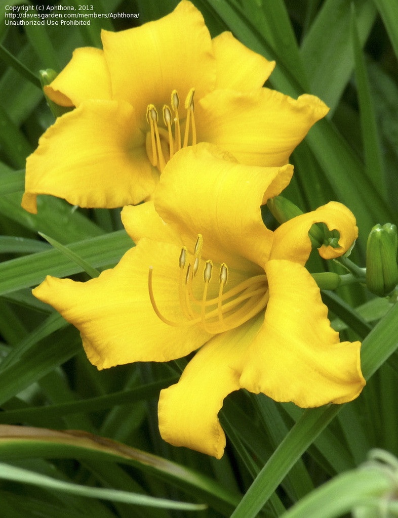 Golden Dew Drop Daylily – Hemerocallis 'Golden Dew Drop' - image 6