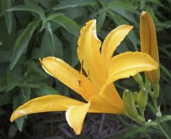 Aztec Gold Daylily - Golden Yellow Reblooming Perennial - image 2