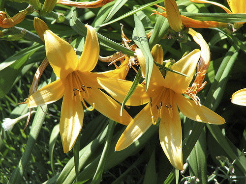 Aztec Gold Daylily - Golden Yellow Reblooming Perennial - image 3