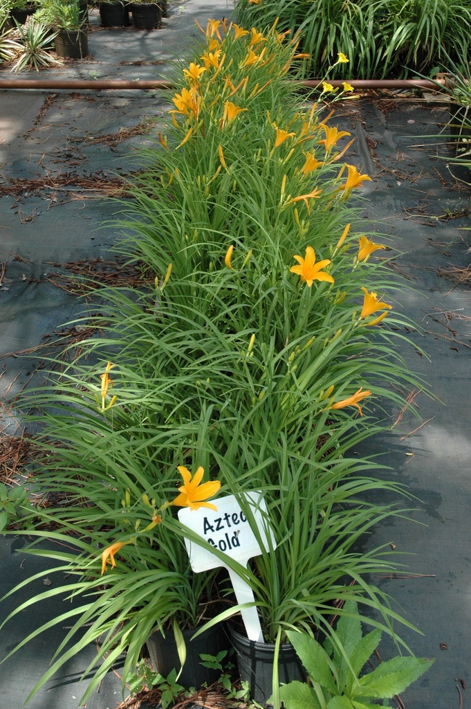 Aztec Gold Daylily - Golden Yellow Reblooming Perennial - image 4