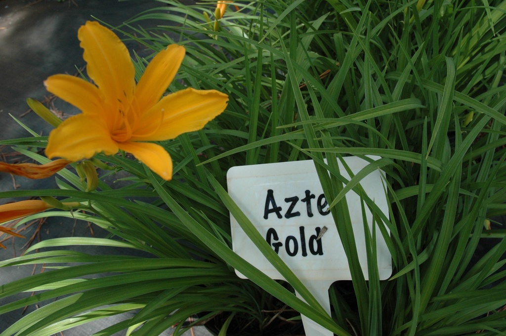 Aztec Gold Daylily - Golden Yellow Reblooming Perennial - image 5