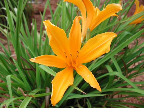Aztec Gold Daylily - Golden Yellow Reblooming Perennial - image 6