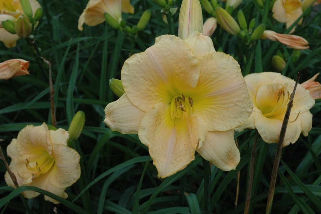 Angels Delight Daylily - Pinkish-Apricot Reblooming Perennial - image 2